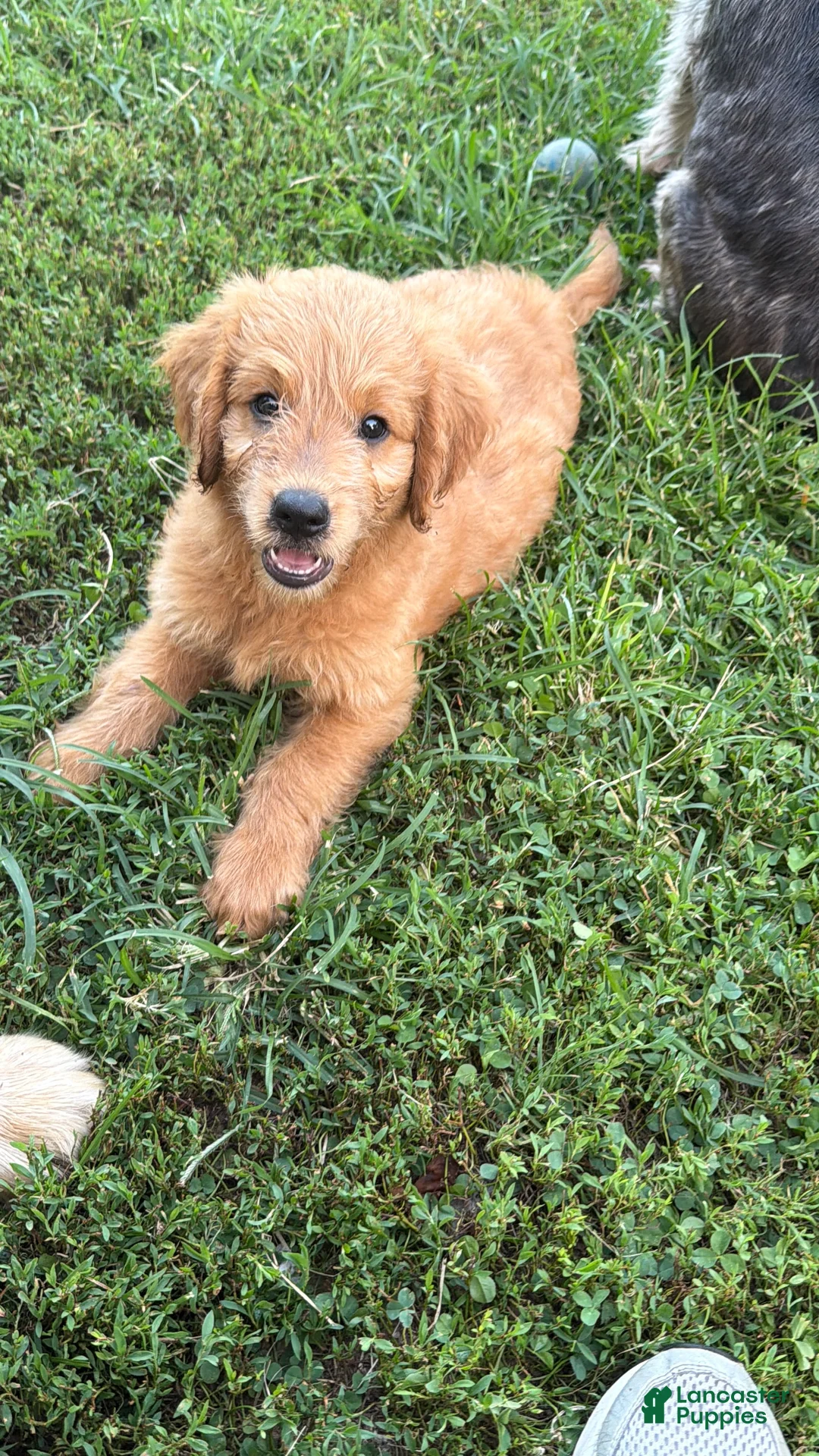 Mini Goldendoodle dogs for sale: Mini Goldendoodle LATTE  - Ad 1