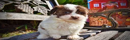 Havapoo dogs for sale: Noella - Ad 6