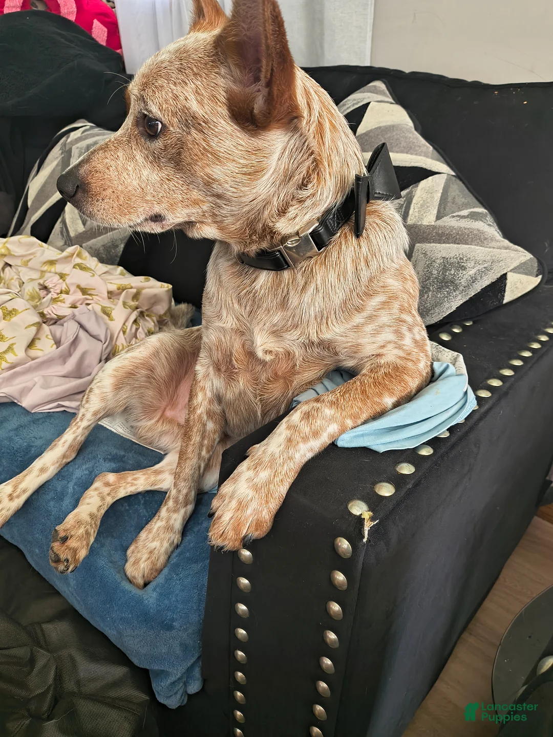 Australian Cattle Dog dogs for stud: STUD SERVICE $500 - Ad 17
