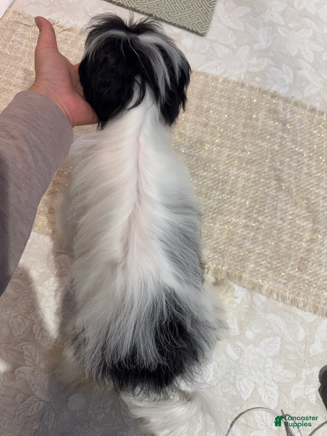 Morkie dogs for sale: Helen - Ad 4