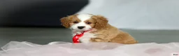 Cavapoo dogs for sale: Maverick - Ad 10