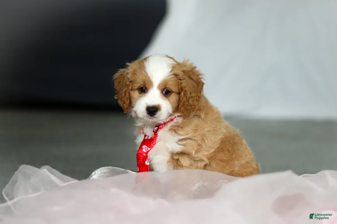 Cavapoo dogs for sale: Maverick - Ad 10