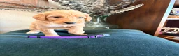 Goldendoodle dogs for sale: Poppy - Ad 1