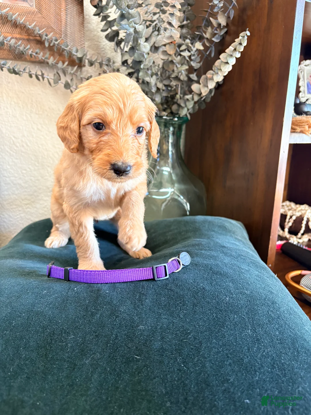 Goldendoodle dogs for sale: Poppy - Ad 1