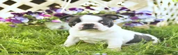 Boston Terrier dogs for sale: Blue  - Ad 3