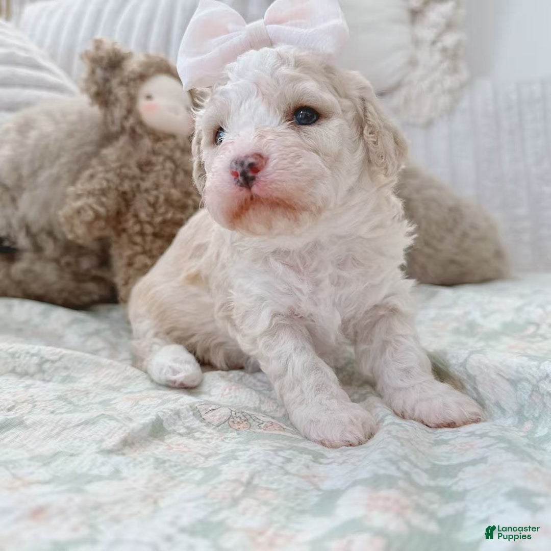 Bichpoo dogs for sale: Snow - Ad 3