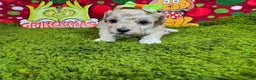 Toy Poodle dogs for sale: Toy Poodle Puppy 5 - Ad 3