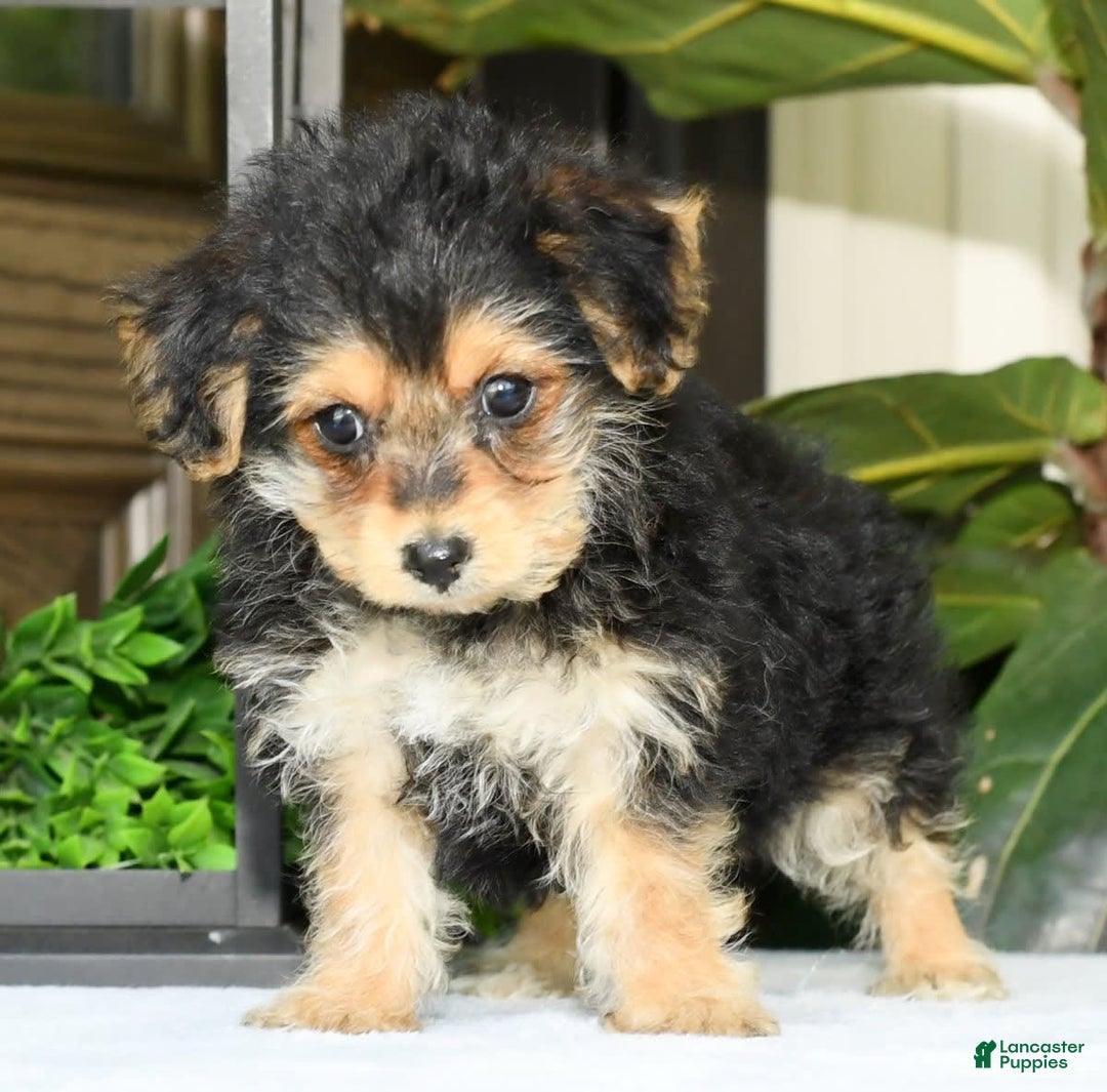 Yochon dogs for sale: Ricky - Ad 6