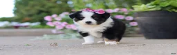 Toy Australian Shepherd dogs for sale: Rory - Ad 3