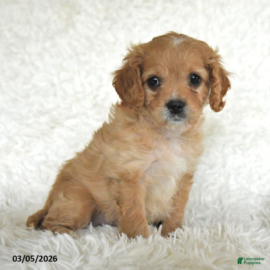 Cavapoo dogs Maggie - Ad 2