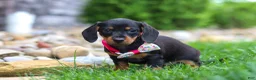 Miniature Dachshund dogs for sale: Amelia - Ad 6