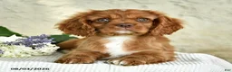 Cavalier King Charles Spaniel dogs for sale: Captain - Ad 3