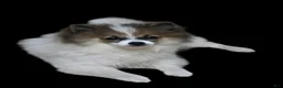 Pomeranian dogs for sale: Baby - Ad 6