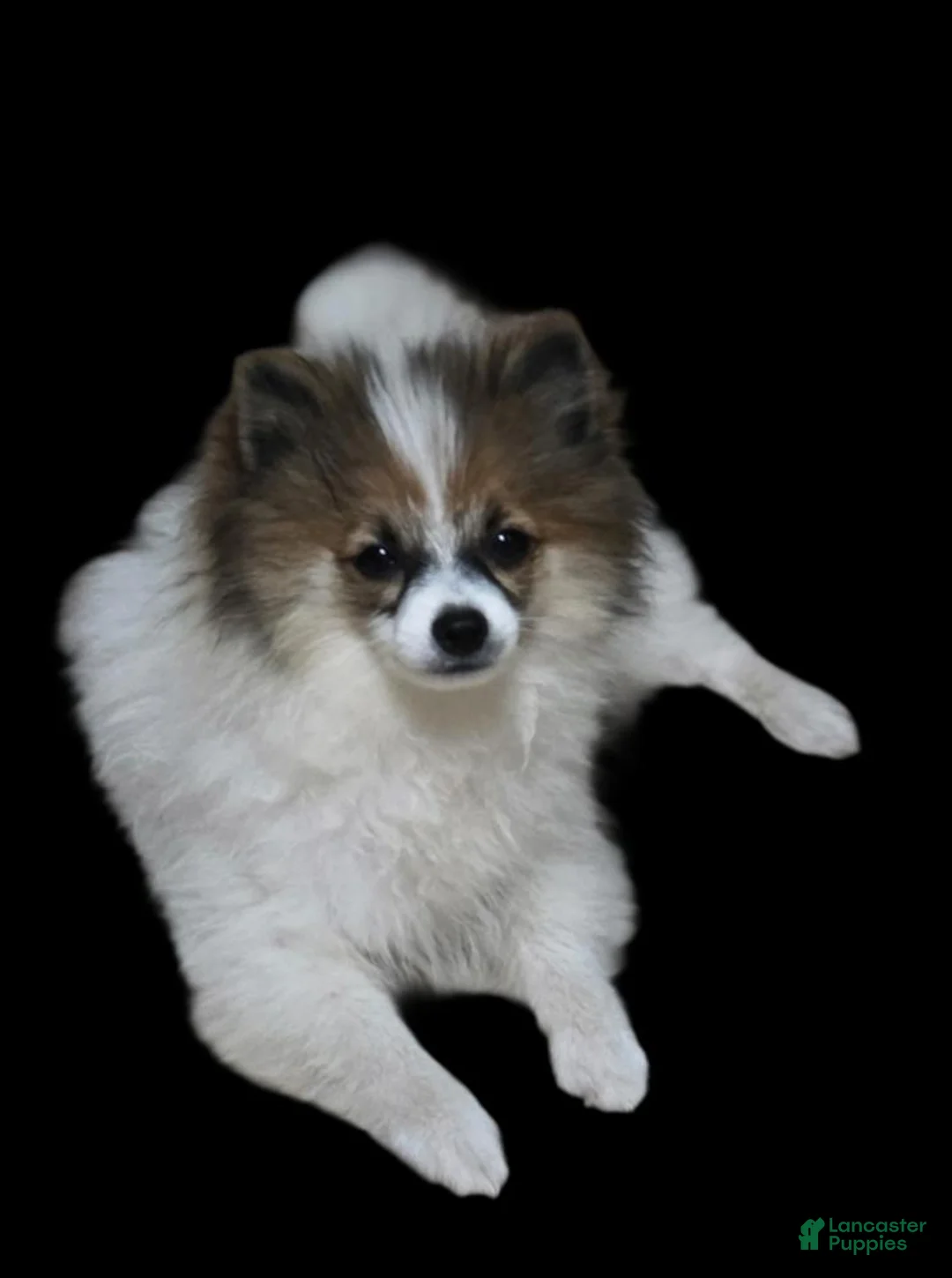 Pomeranian dogs for sale: Baby - Ad 6