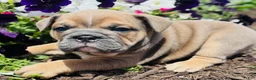 English Bulldog dogs for sale: Solo  - Ad 4