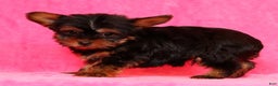 Yorkshire Terrier dogs for sale: Frisky - Ad 5