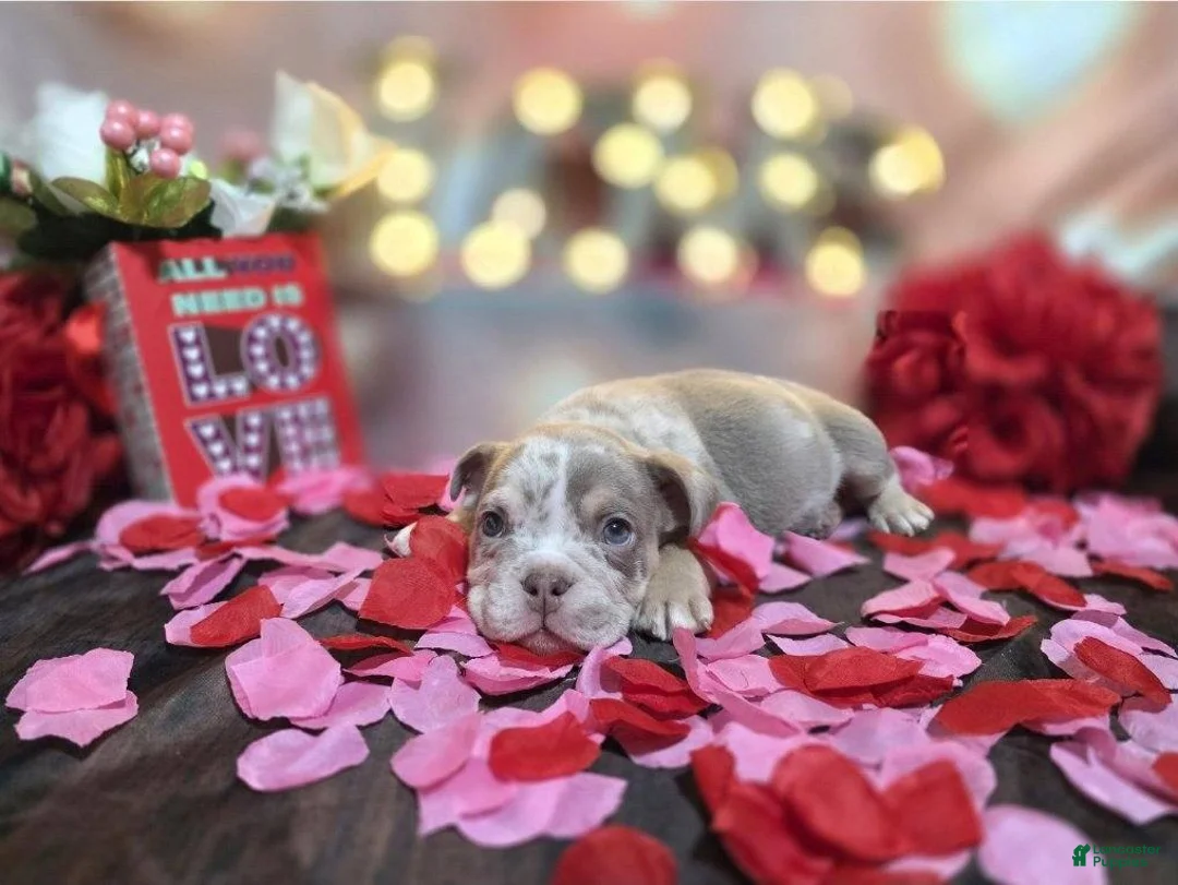 English Bulldog dogs for sale: English Bulldog Puppy 2 - Ad 6