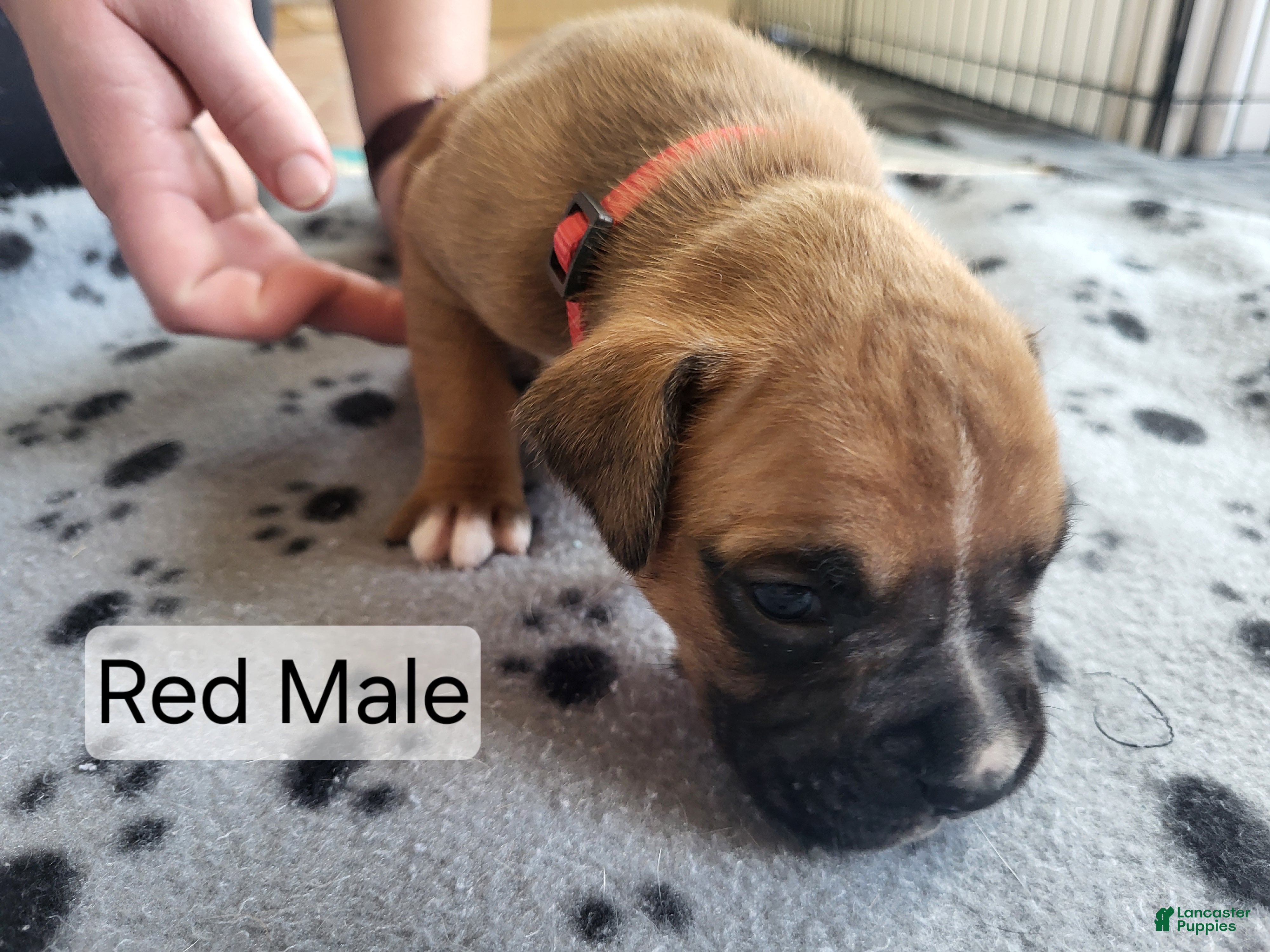 Boxer dogs Red Male  - Ad 22