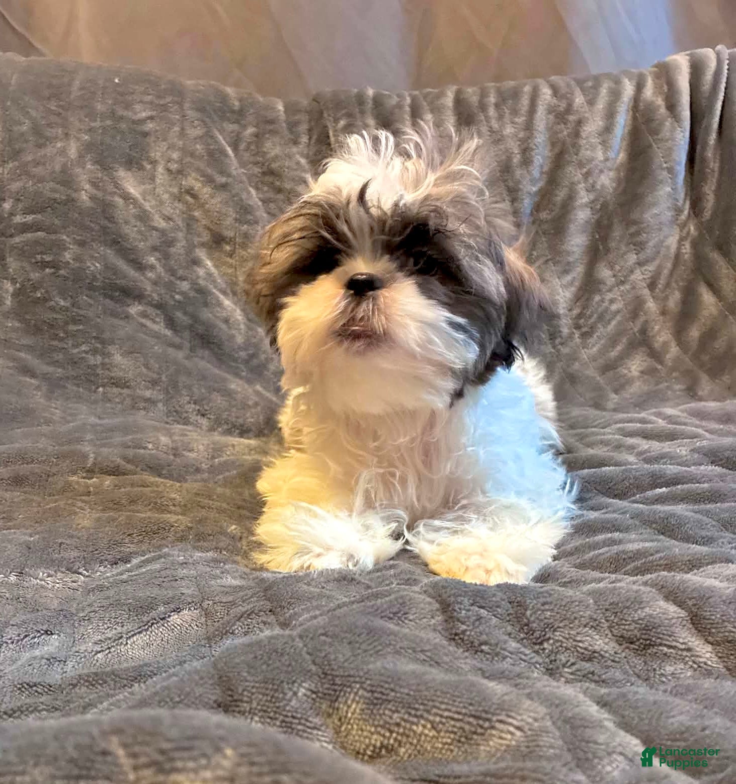 Shih Tzu dogs Cinnamon  - Ad 2