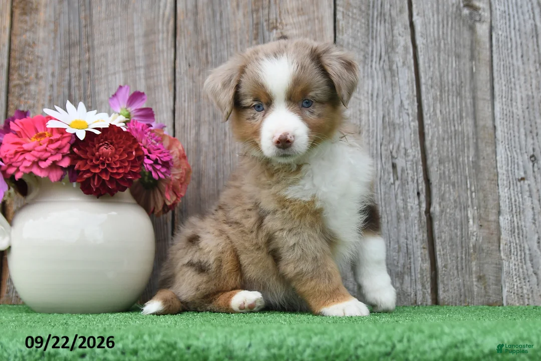 Miniature Australian Shepherd dogs for sale: Rose  - Ad 2