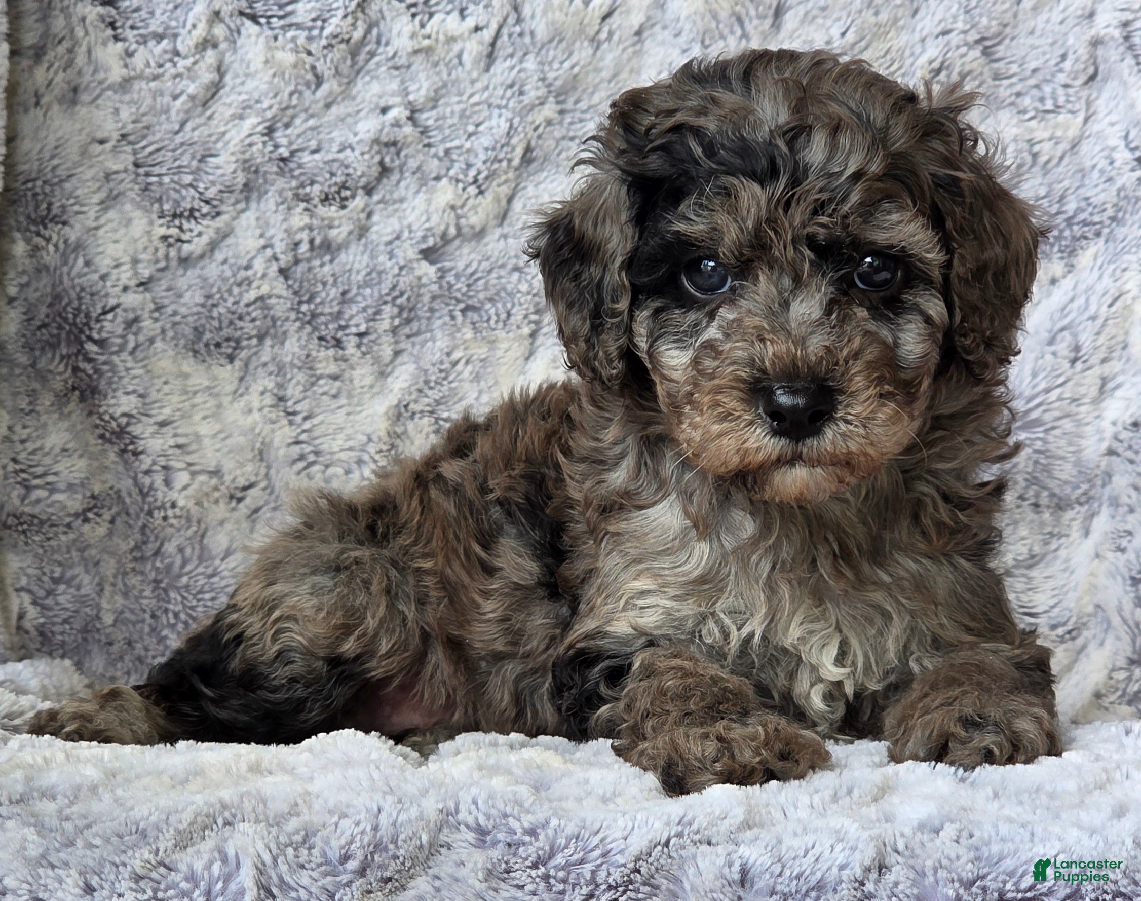 Cavapoo dogs Sailor - Ad 2