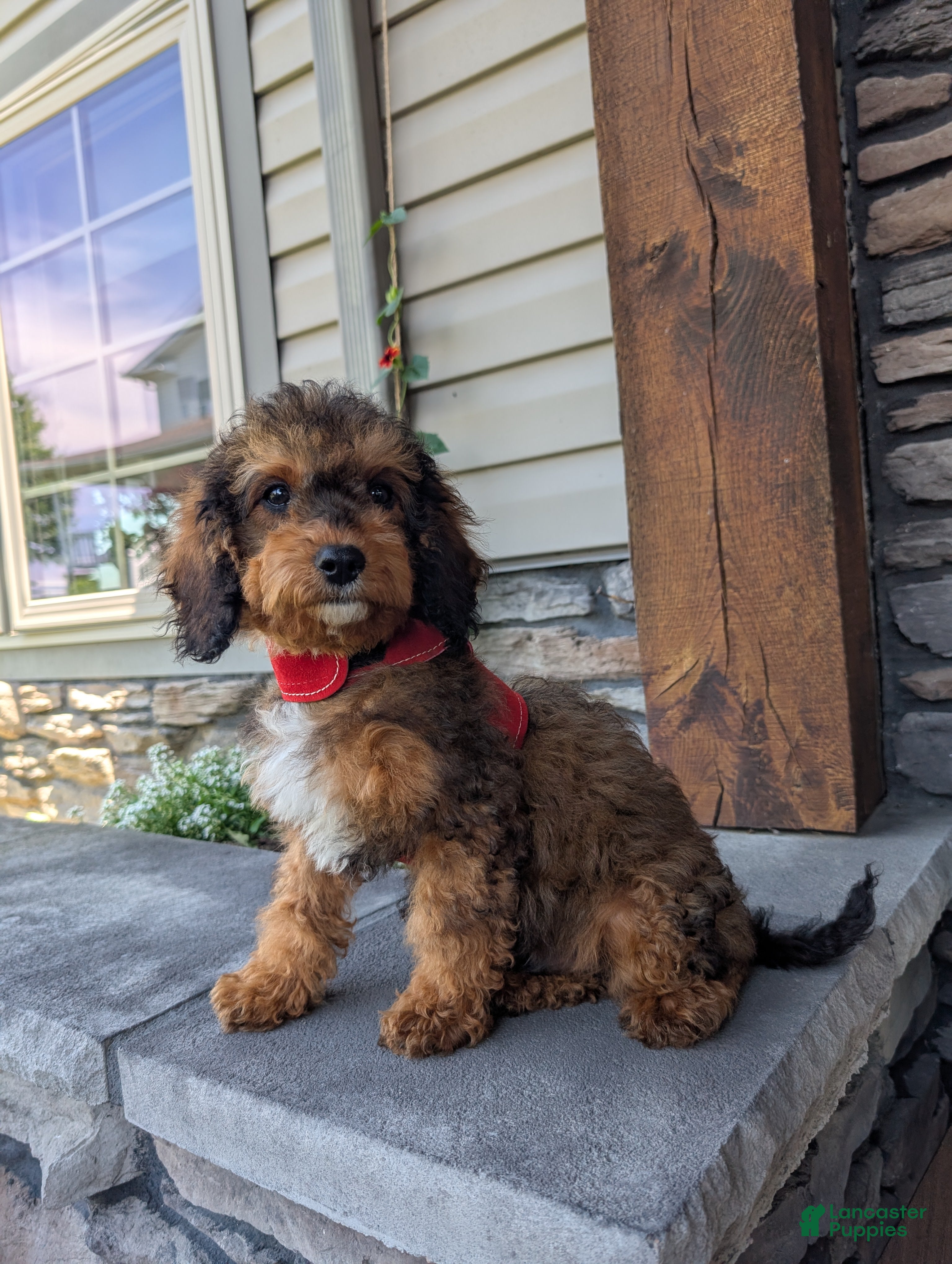 Cavapoo dogs Marley - Ad 2
