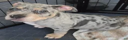 American Bully dogs for sale: Blue Merle Female 2 - Ad 5
