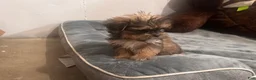 Shorkie dogs for sale: Daisy - Ad 3