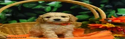 Cockapoo dogs for sale: Stormy  - Ad 5