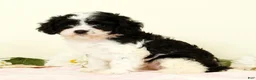 Cavapoo dogs for sale: Winnie - Ad 8