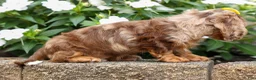 Miniature Dachshund dogs for sale: Ike💙 - Ad 10