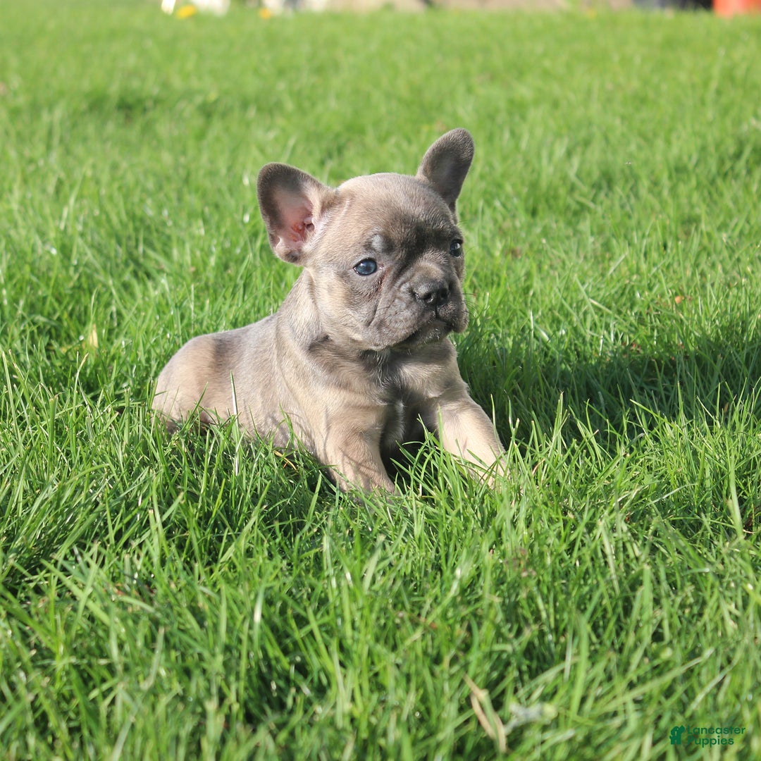 French Bulldog dogs for sale: Alaina - Ad 5