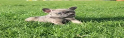 French Bulldog dogs for sale: Alaina - Ad 5