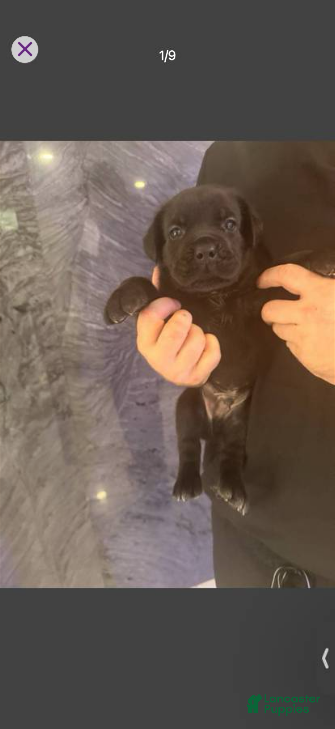 Cane Corso dogs Cane Corso 1 - Ad 2