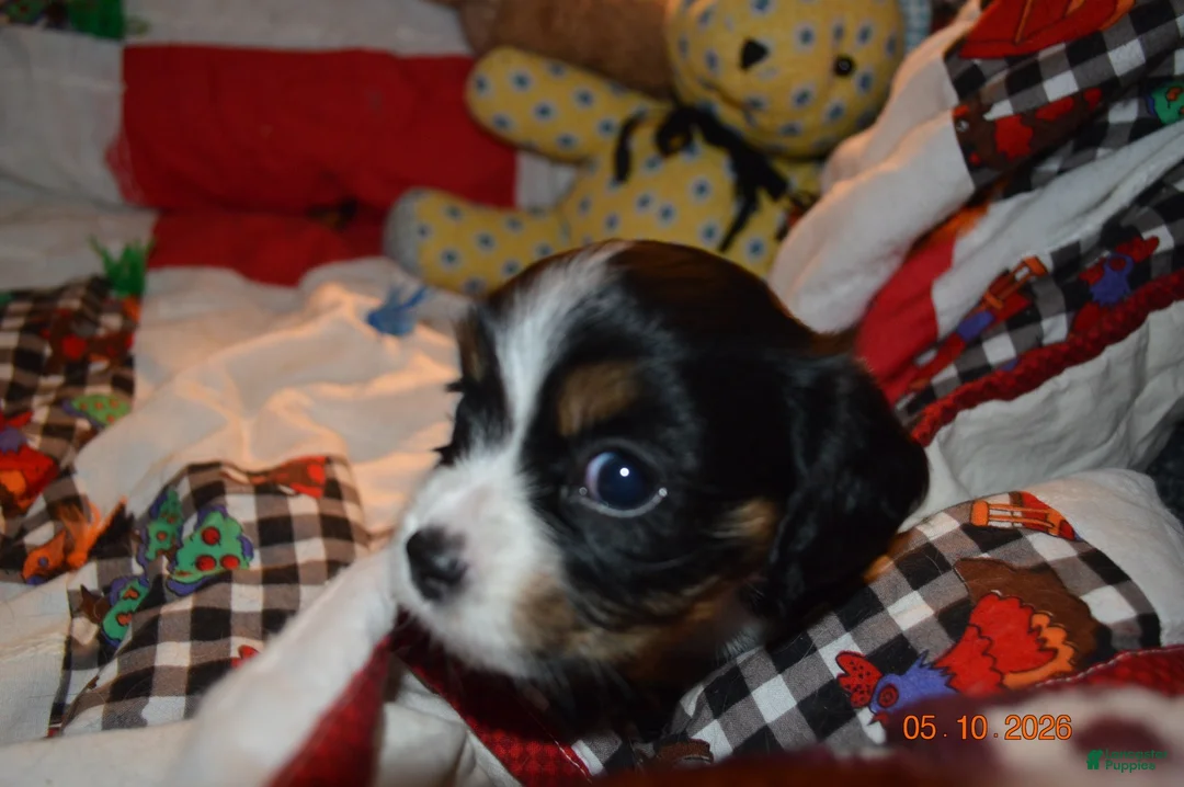 Cavalier King Charles Spaniel dogs for sale: Cavalier King Charles Spaniel Puppy 2 - Stewie - Ad 2