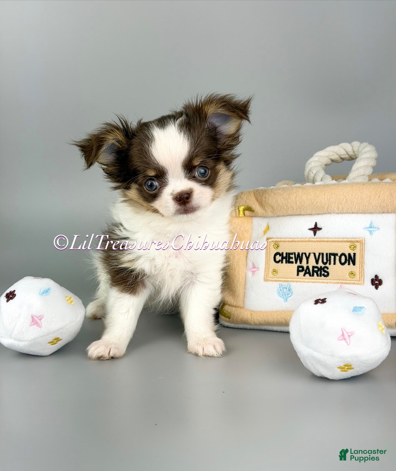 Chihuahua dogs Rachel - Ad 13