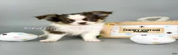 Chihuahua dogs for sale: Rachel - Ad 1