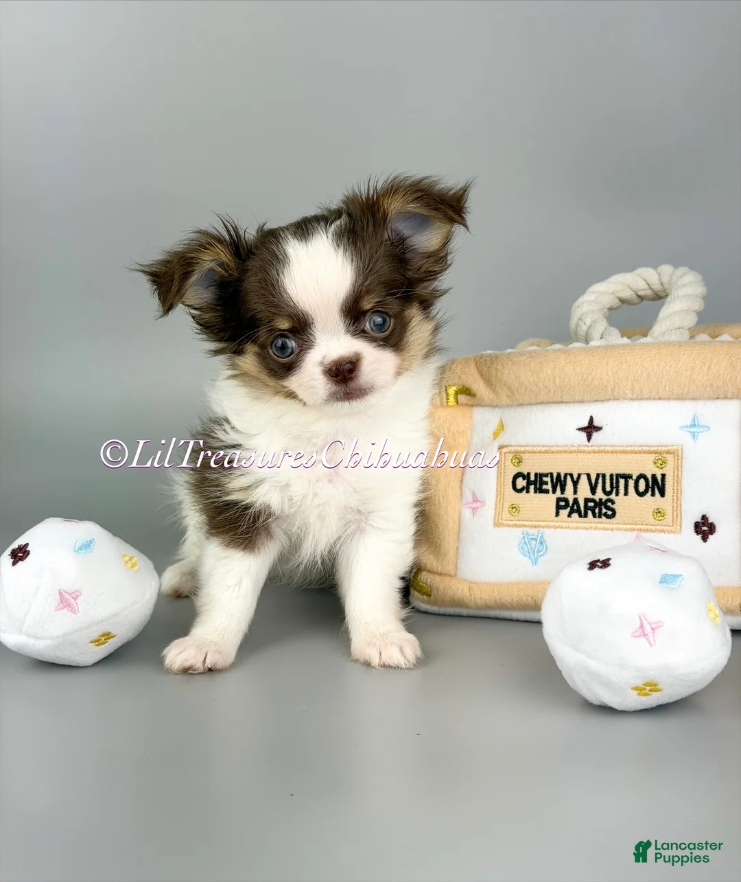 Chihuahua dogs for sale: Rachel - Ad 1