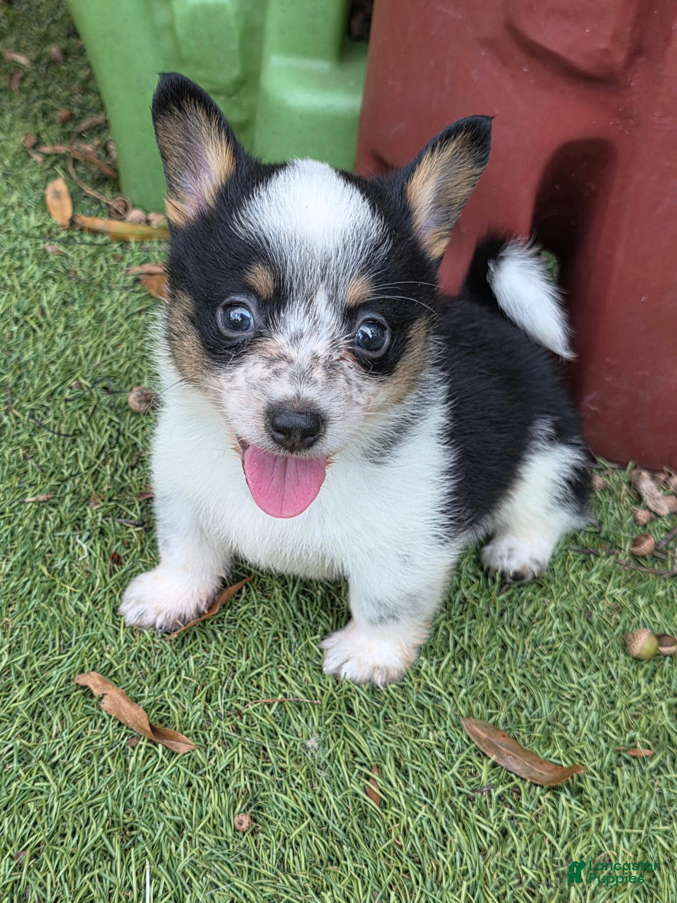 Mixed Breed dogs Peterpan (mini cowboy corgi) - Ad 1
