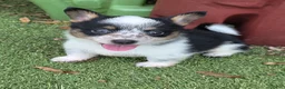 Mixed Breed dogs for sale: Peterpan (mini cowboy corgi) - Ad 1