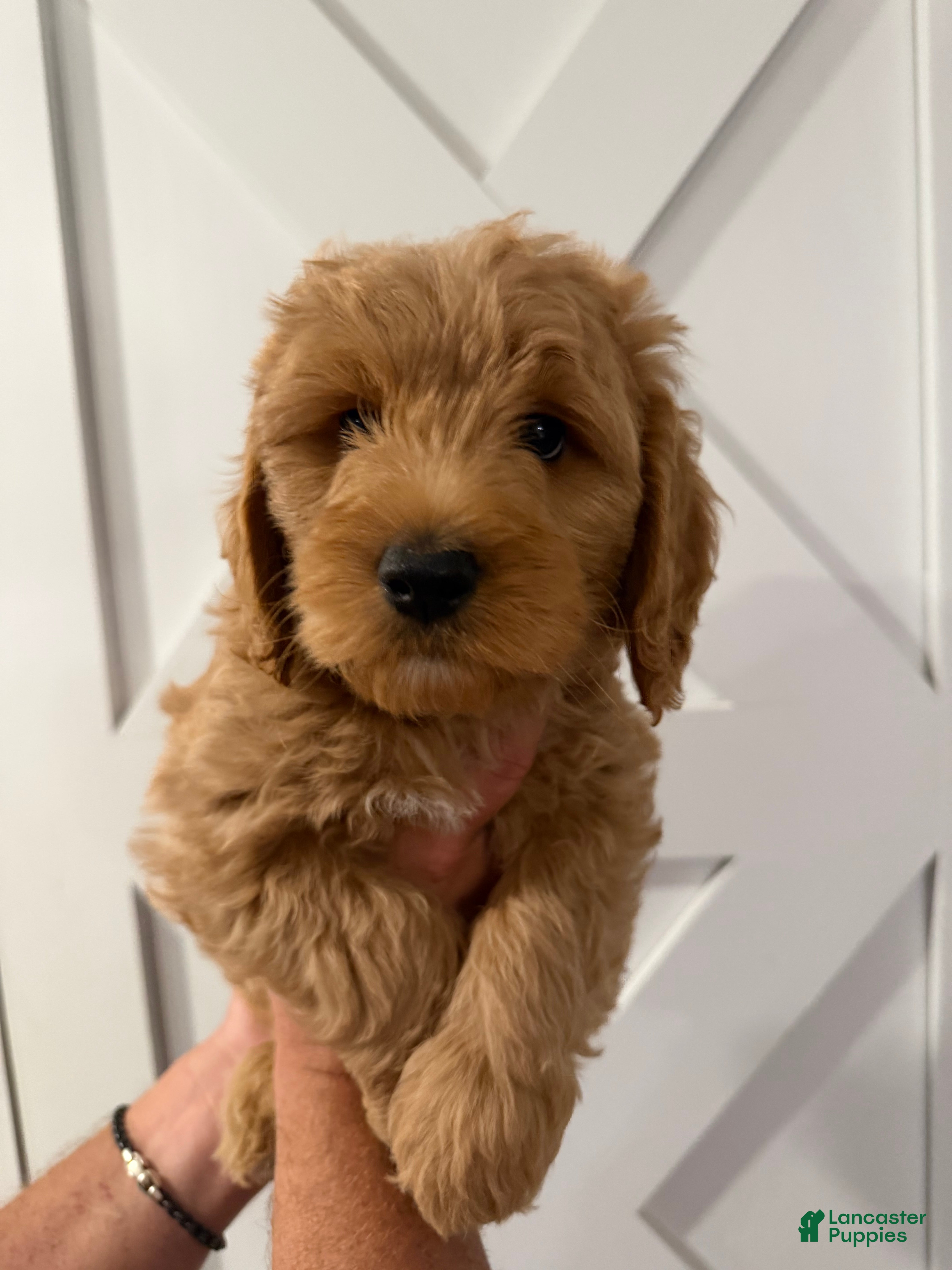 Mini Goldendoodle dogs Cash - Ad 38