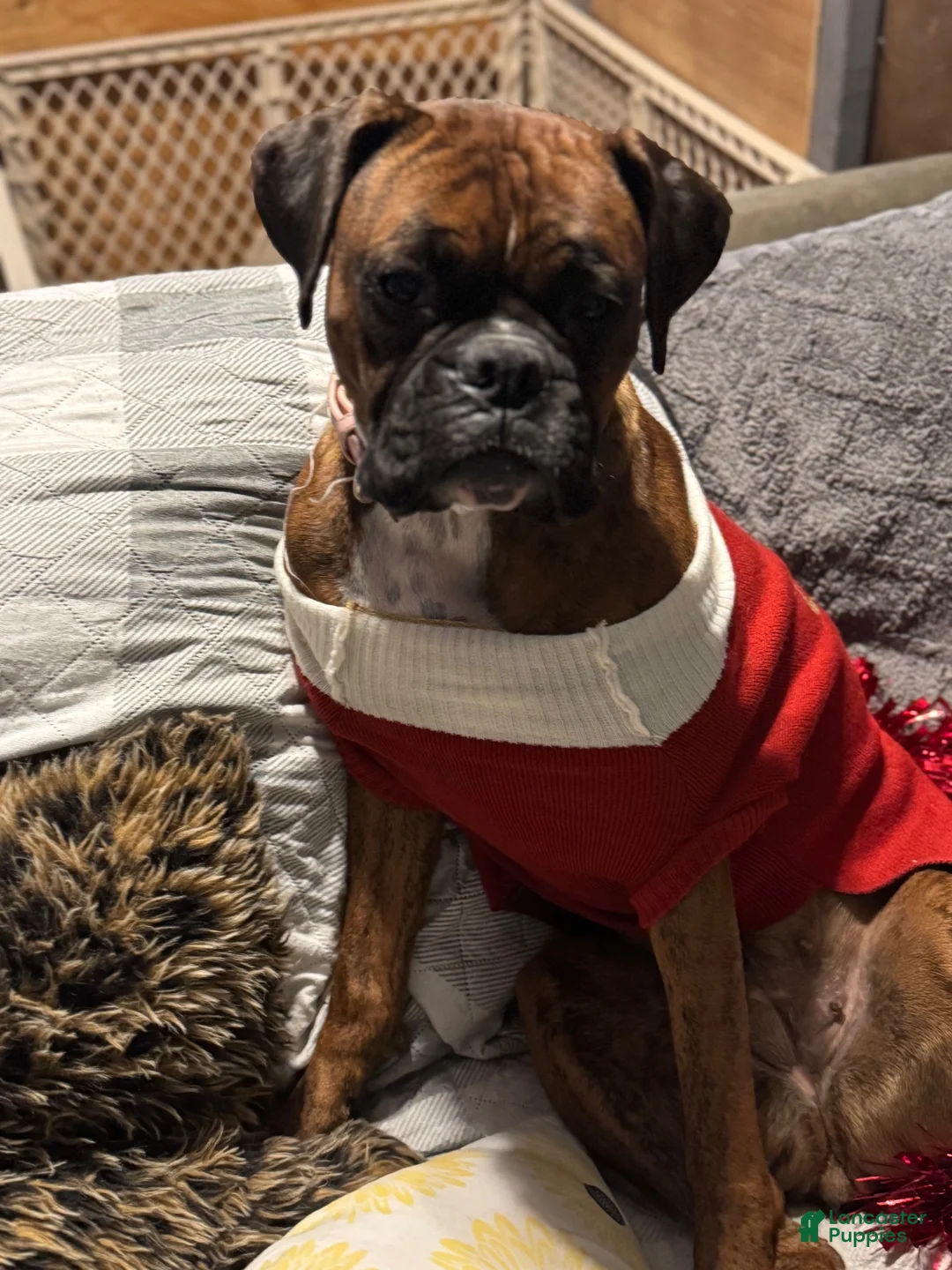 Boxer dogs for sale: Diva  - Ad 2