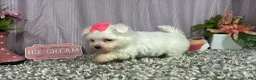 Maltese dogs for sale: Maltese 1 - Ad 3