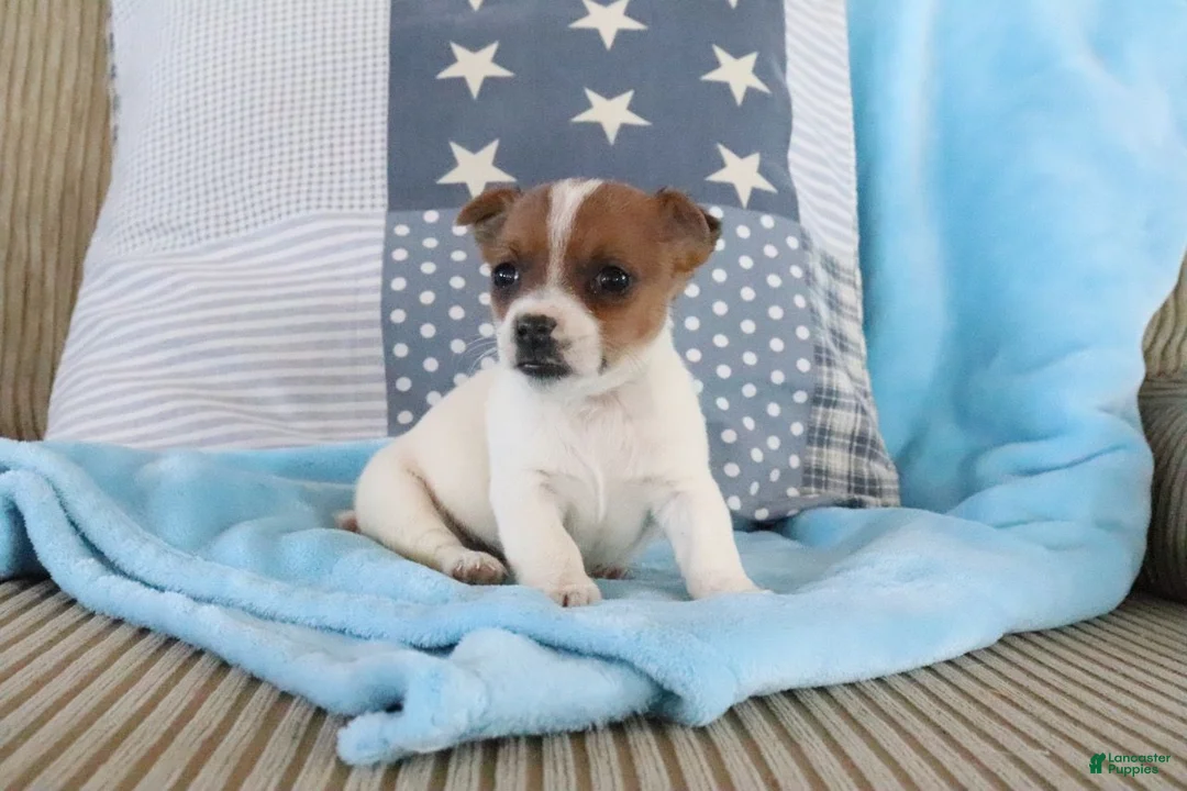 Jack Russell Terrier dogs for sale: Sally - Ad 2