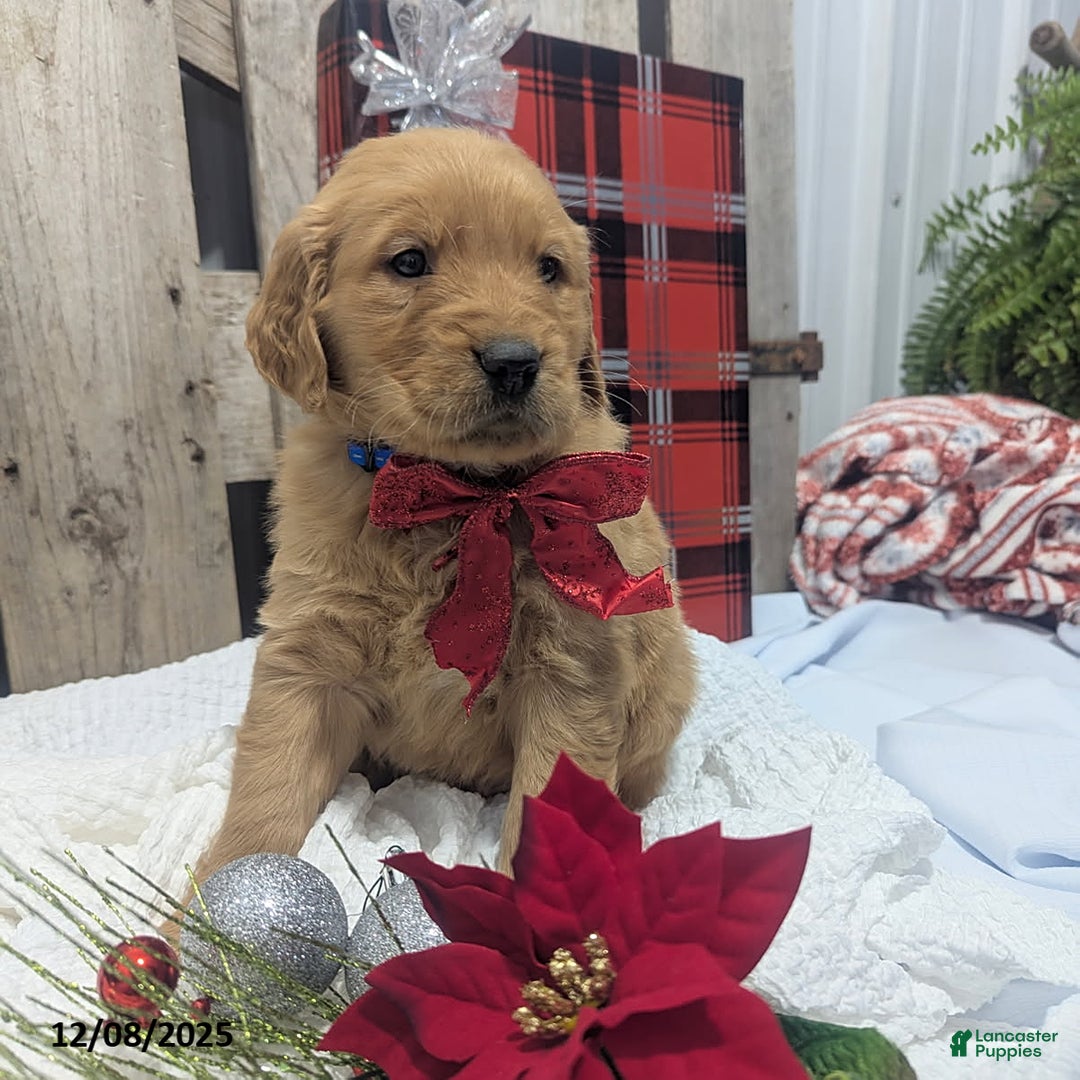 Golden Retriever dogs for sale: Jingle  - Ad 1