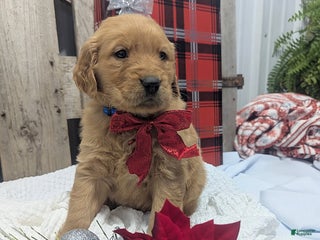 Golden Retriever dogs Jingle - Ad 10