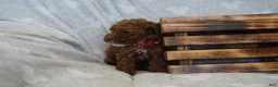 Miniature Poodle dogs for sale: Flora - Ad 6