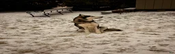 Alaskan Malamute dogs for sale: Alaskan Malamute 1 - Ad 6