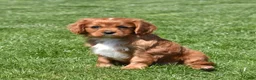 Cavalier King Charles Spaniel dogs for sale: Rookie  - Ad 6