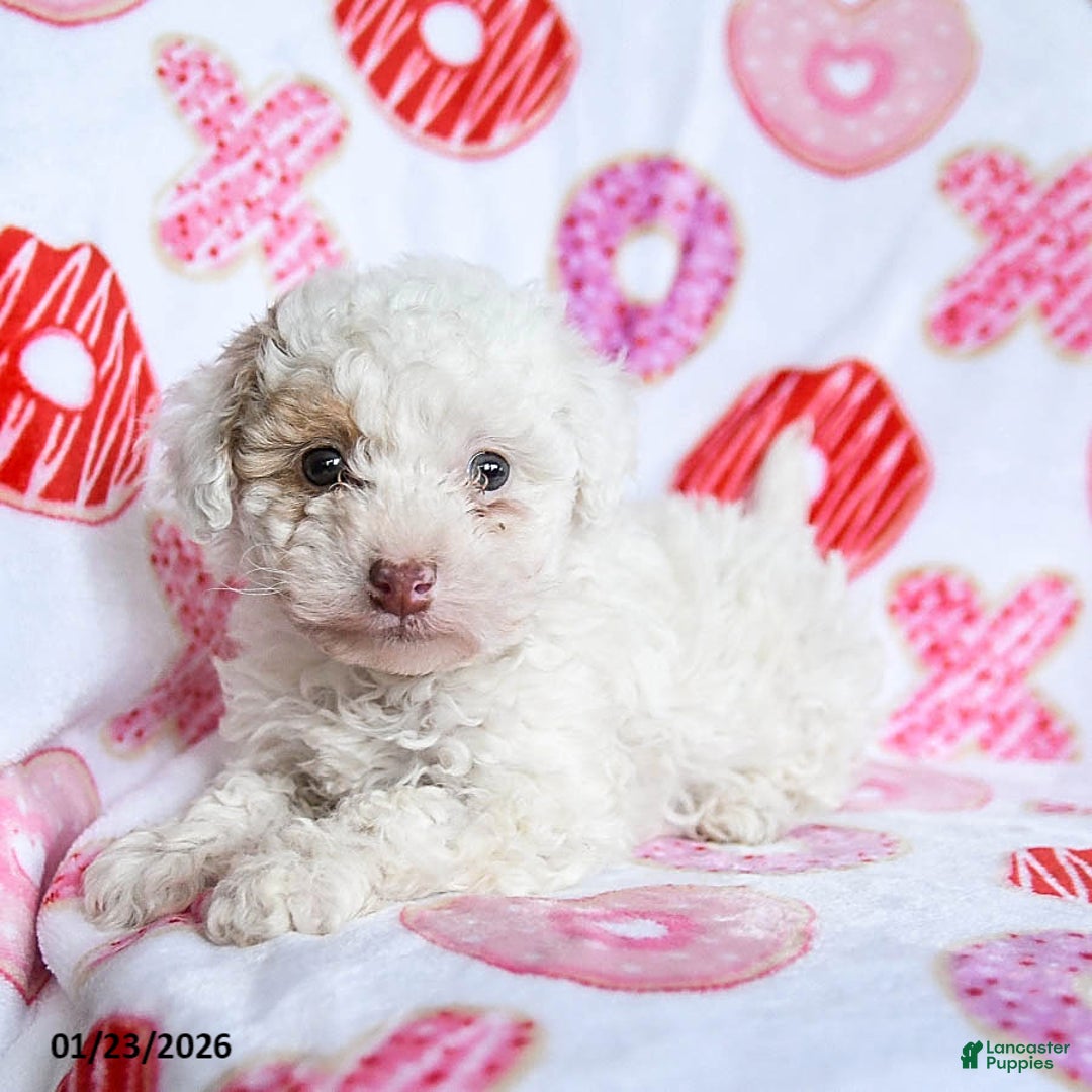 Toy Poodle dogs for sale: Snickers - Ad 2